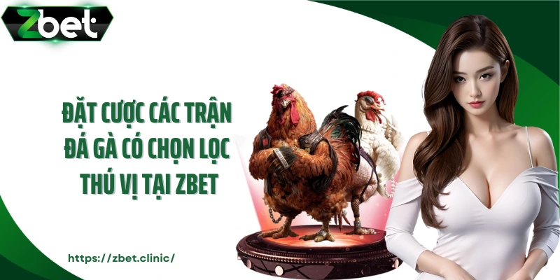 Đặt cược các trận đá gà có chọn lọc thú vị tại ZBET