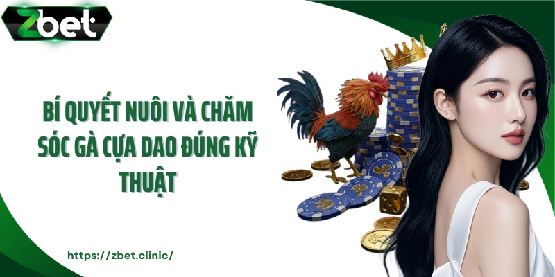 Bí quyết nuôi và chăm sóc gà cựa dao đúng kỹ thuật